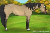 Horse Color:Bay Dun Sabino 