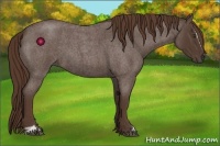 Horse Color:Liver Red Roan Sabino 