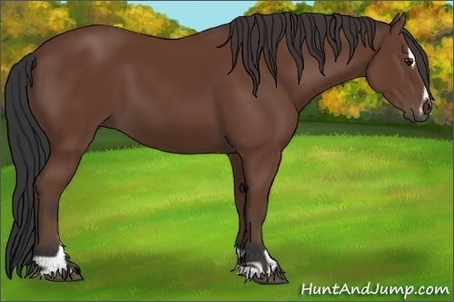 Horse Color:Bay Sabino