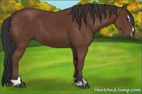 Horse Color:Bay Sabino 