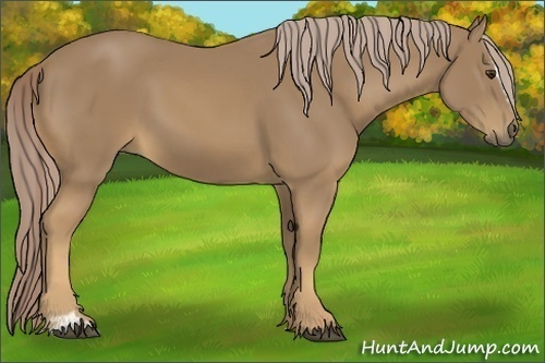 Horse Color:Palomino Sabino