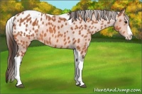 Horse Color:Bay Splash Tobiano Appaloosa Brindle