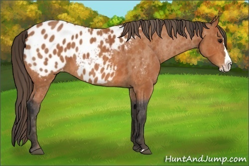 Horse Color:Bay Sabino Splash Appaloosa  Brindle