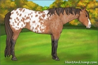 Horse Color:Bay Sabino Splash Appaloosa  Brindle