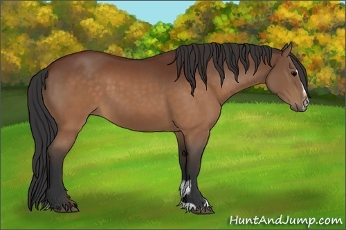 Horse Color:Brown Sabino