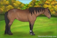 Horse Color:Brown Sabino