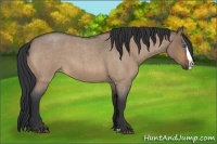 Horse Color:Bay Roan Dun Sabino Splash