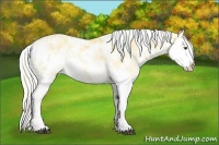 Horse Color:Palomino Dun Sabino Splash 