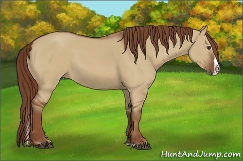 Horse Color:Red Dun Sabino Splash 
