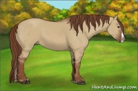 Horse Color:Red Dun Sabino Splash 