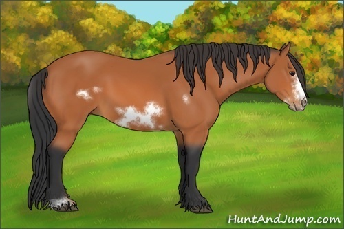 Horse Color:Bay Sabino Frame