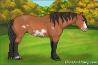 Horse Color:Bay Sabino Frame