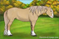 Horse Color:Palomino Dun Sabino Splash 
