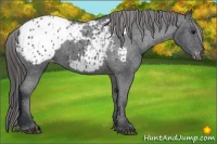 Horse Color:Black Sabino Appaloosa