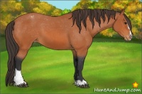 Horse Color:Bay Sabino Appaloosa 