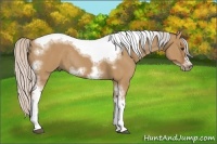 Horse Color:Silver Bay Dun Sabino Tobiano Frame Rabicano