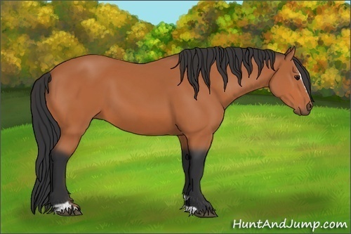 Horse Color:Bay Sabino