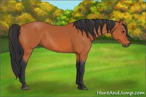 Horse Color:Bay Sabino 