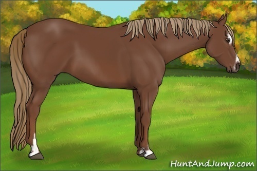 Horse Color:Chestnut Sabino