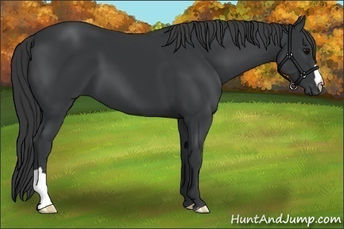 Horse Color:Black 