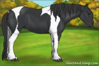 Horse Color:Black Tobiano