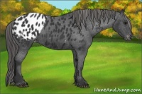Horse Color:Black Appaloosa 