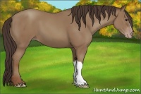 Horse Color:Classic Champagne