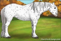 Horse Color:Blue Roan Tobiano Near Leopard 
