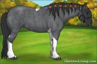 Horse Color:Blue Roan Tobiano