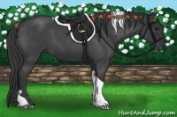 Horse Color:Blue Roan Tobiano