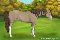 Horse Color:Classic Cream Champagne