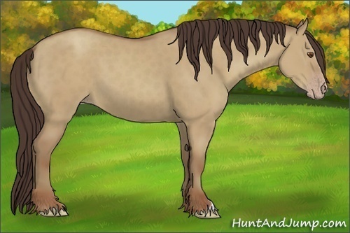 Horse Color:Classic Champagne Dun