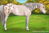 Horse Color:Bay Sabino Appaloosa 