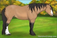 Horse Color:Buckskin 