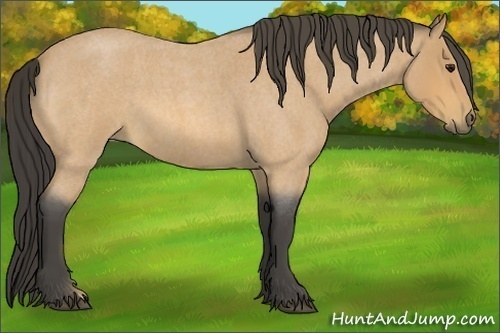 Horse Color:Buckskin Roan 