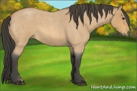 Horse Color:Buckskin Roan 