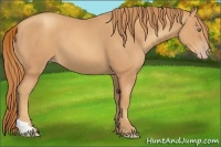 Horse Color:Gold Champagne Tobiano