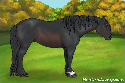 Horse Color:Brown 