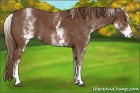 Horse Color:White Spotted Chestnut Sabino