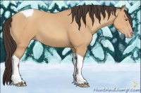 Horse Color:Amber Champagne Tobiano