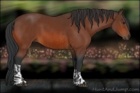 Horse Color:Bay  and Bay 