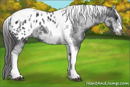 Horse Color:White Spotted Black Splash Tobiano Frame Appaloosa