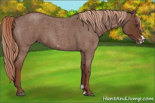 Horse Color:Red Roan Frame 