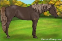 Horse Color:Liver Chestnut 