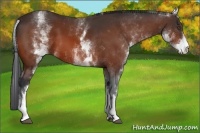 Horse Color:White Spotted Bay 