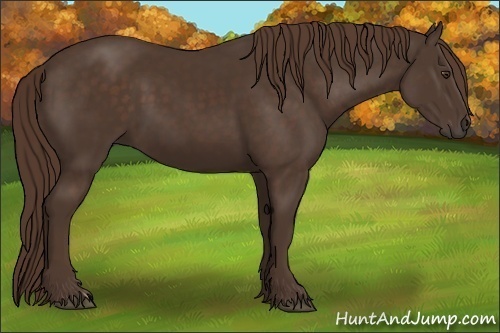 Horse Color:Liver Chestnut 