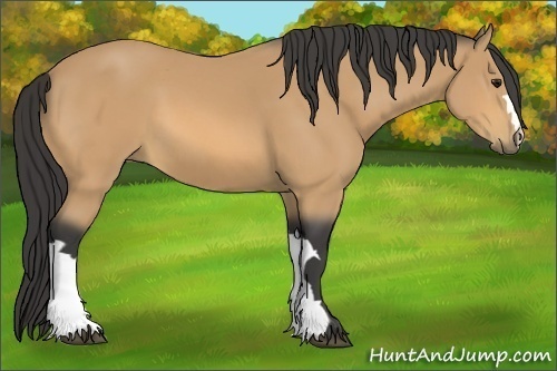 Horse Color:Buckskin