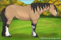 Horse Color:Buckskin 