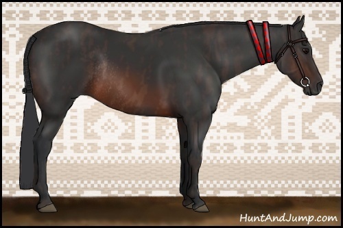 Horse Color:Brown Rabicano  Brindle