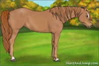 Horse Color:Chestnut Sabino